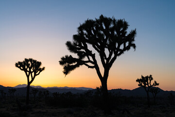 Naklejka na ściany i meble Sunset over Joshua Tree National Park California