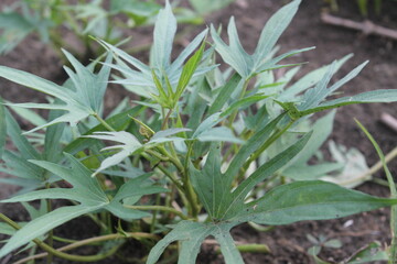 kale salad leaves close up with water drops background 