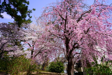 桜