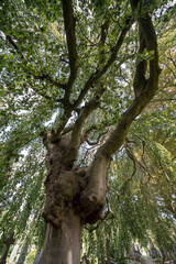 no leaves on the treetops