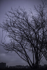 gloomy leafless tree with a garland on the background of city houses in the distance. Tree branches decorated with glowing sparkling lights