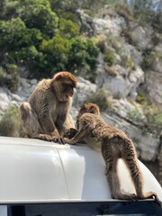 Two Barbary Macaque monkeys on a bus