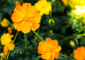 Bright orange garden flowers on a green background. Yellow flowers close-up. The design of the urban landscape. Decorative flowering plants of yellow color. 