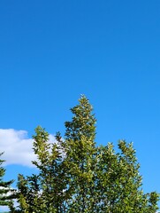 green trees against blue sky cloudscape, landscape 