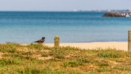 St Kilda Beach is a beach located in St Kilda, Port Phillip, 6 kilometres south from the Melbourne...
