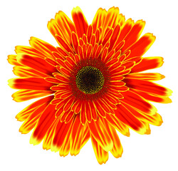 orange gerber daisy