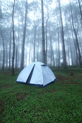 Outdoor camping tent among pine forest and misty in rainy season at Phu Hin Rong Kla national park, Pitsanulok province in Thailand. Travel and natural Concept