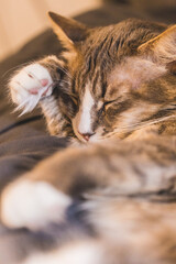 Close Up of A Fluffy Sleepy Kitty
