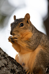 Naklejka na ściany i meble Squirrel Eating a Walnut Sitting In A Tree