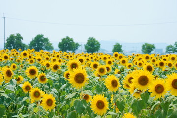 兵庫 ひまわりの丘公園