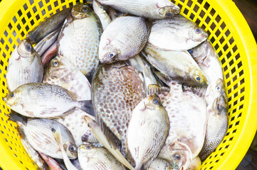 
Sea fish caught by a fisherman