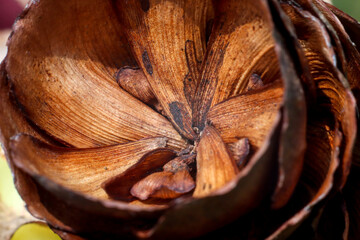 Fototapeta na wymiar the inside of the pine cone is brown