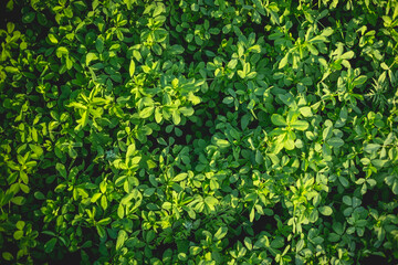 Obraz premium A fragment of alfalfa field in the light of the setting sun