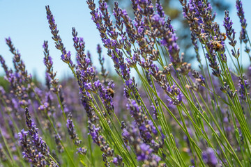 Lavender flowers and bees close up, clear blue sky on background