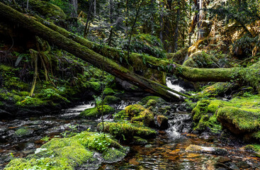 Obraz premium Small River Creek On Vancouver Island, British Columbia, Canada. 