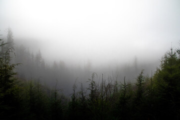 Fog In The Forests Of Vancouver Island, British Columbia, Canada.