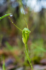 A terrestrial orchid known as Dwarf Greenhood (Pterostylis nana)