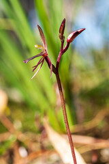 Fototapeta premium The Common Gnat-orchid (Cyrtostylis reniformis) is a very small single orchid endemic to eastern Australia with single kidney-shaped leaf and a flowering spike with up to eight reddish flowers.
