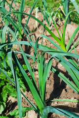 Fototapeta premium Large leek stalks.Growing a healthy vegetable in the garden