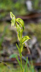Obraz premium A terrestrial orchid known as Large Autumn Greenhood (Pterostylis revoluta)