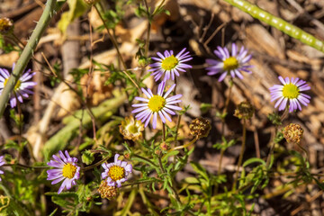 Variable Daisy (Brachscome ciliaris) is a small bushy perennial herb with flower heads that range in colour from white to mauve, with yellow centre.