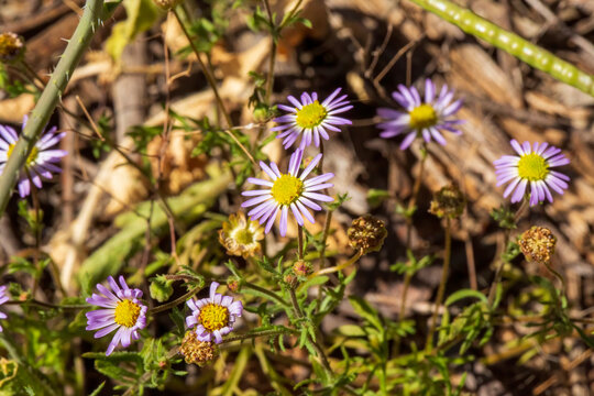 Variable Daisy (Brachscome ciliaris) is a small bushy perennial herb with flower heads that range in colour from white to mauve, with yellow centre.