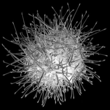 Virus