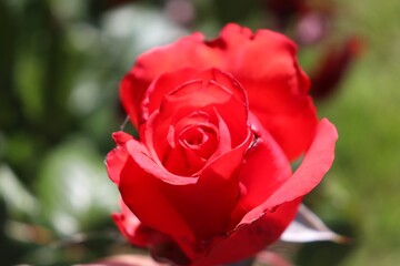 
Large bud of blooming garden rose