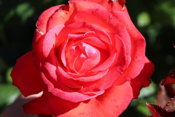
Large bud of blooming garden rose
