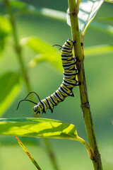 monarch caterpillar on a leaf