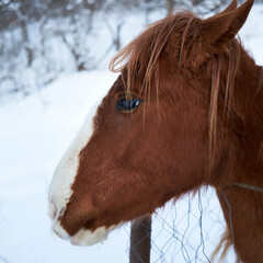 A young horse behind the fence. Foal.