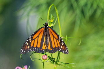 monarch butterfly on a cosmos flower