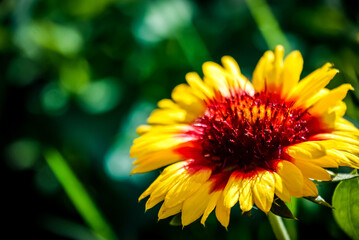 Yellow Flower Blossom