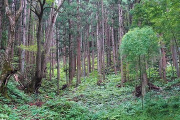 Obraz premium 緑に生い茂る夏の杉林/Green cedar forest in summer
