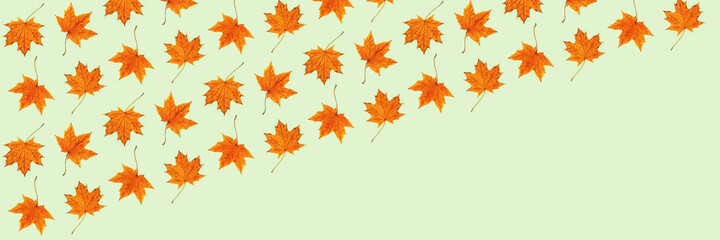 Naklejka na ściany i meble Pattern made of dry autumn leaves on light green background.