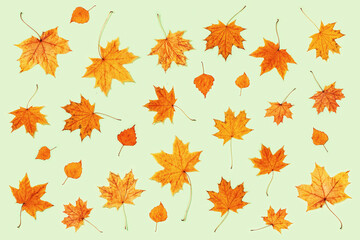 Pattern made of dry autumn leaves on light green background. Autumn minimal concept. View from above.