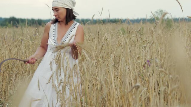 Middle-aged woman in a white dress cuts dry stalks with ears of wheat or rye with a sickle. An old Slavic traditional method of harvesting with a vintage tool. Hard manual labor
