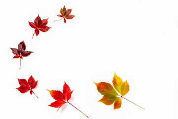 Collection of autumn leaves different colours, texture background
