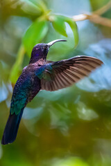 Obraz premium Green Violet-ear hummingbird (Colibri thalassinus) in flight isolated on a green background in Costa Rica