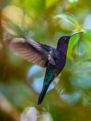 Green Violet-ear hummingbird (Colibri thalassinus) in flight isolated on a green background in Costa Rica