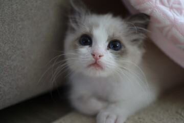 푸른눈을 가진 귀여운 랙돌 새끼 고양이