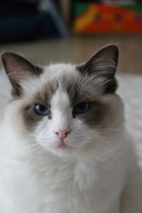 푸른눈을 가진 귀여운 랙돌 새끼 고양이