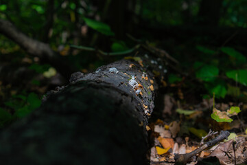 Obraz premium fungi on a fallen tree in the forest