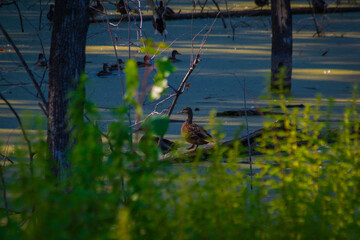wild ducks in the swamp