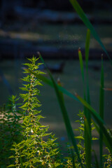 lycopus European on a dark background