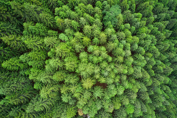 Dense pine forest. Plantation of spruce trees. Top down aerial view. Green spruce on the slope aerial view. Aerial view from above on the green trees in the forest. Background forest view from above.