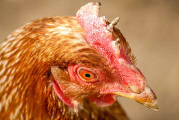 close up of a chicken