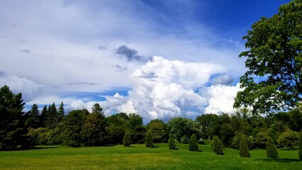 clouds over the forest