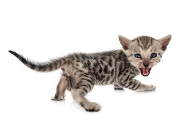 bengal kitten in studio