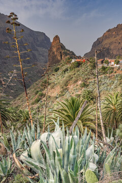 Piteras